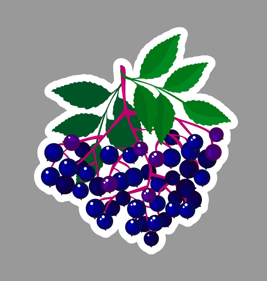 elderberry sticker