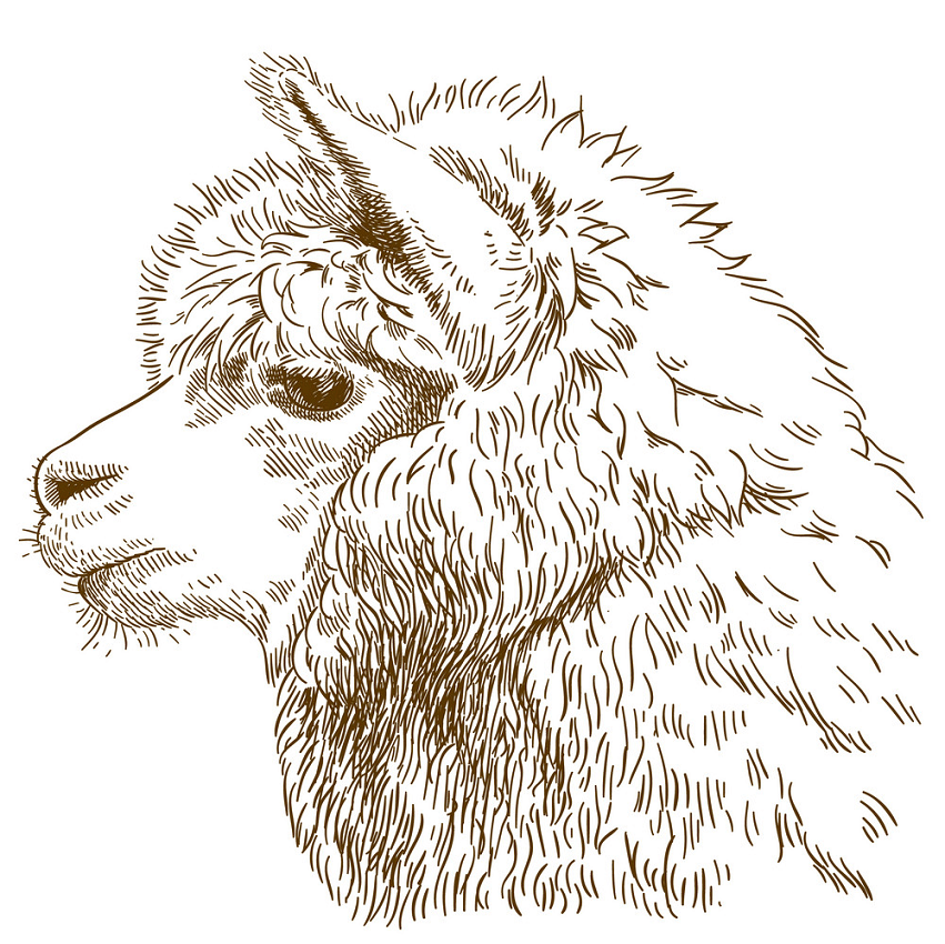 engraving drawing of fluffy llama head png