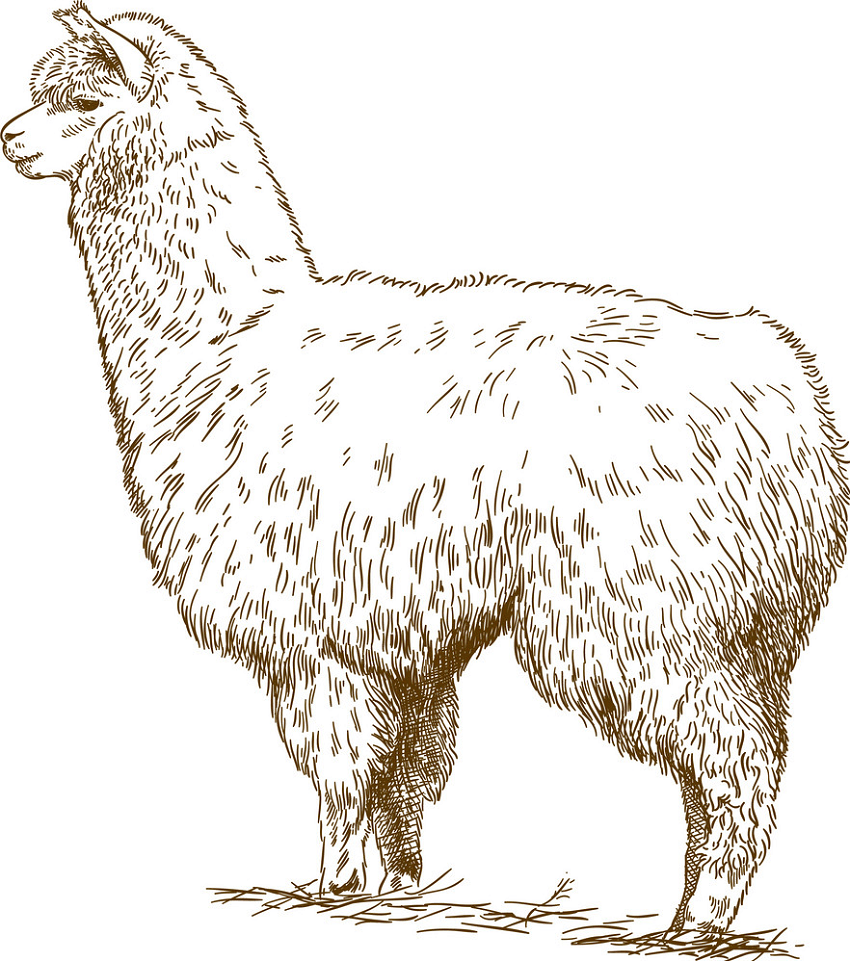 engraving drawing of fluffy llama png