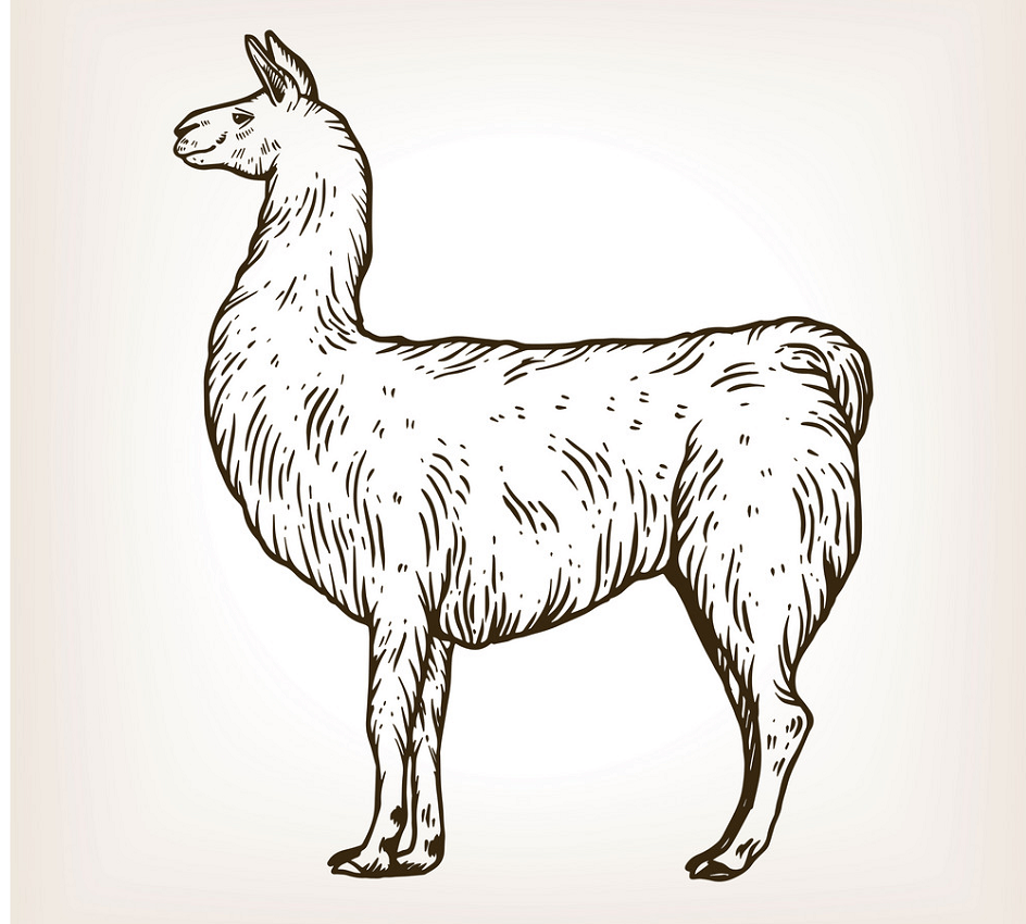 engraving llama png