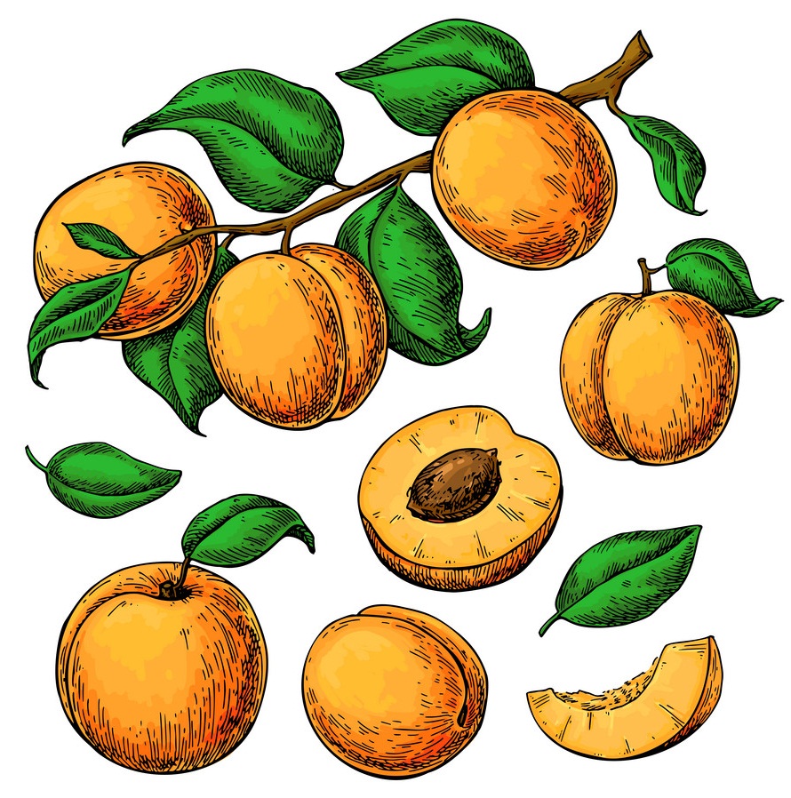 hand drawn apricots
