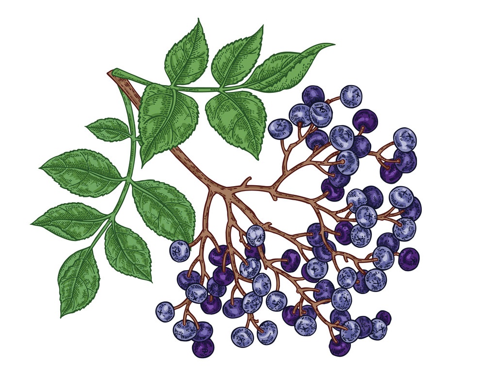 hand drawn elderberry branch