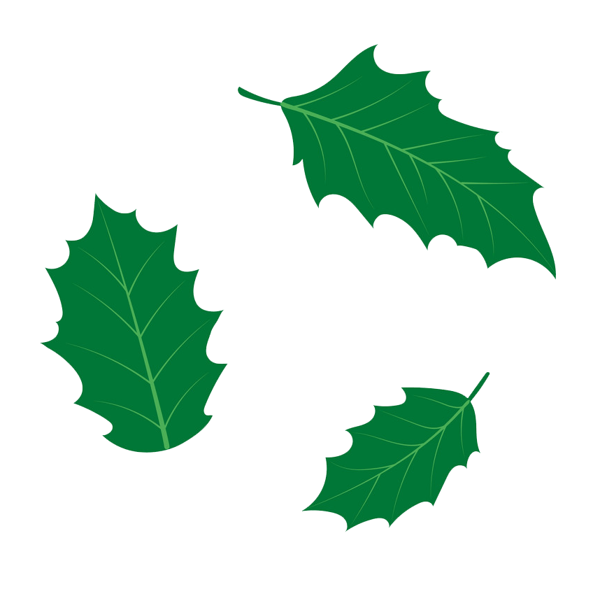 holly leaves png transparent