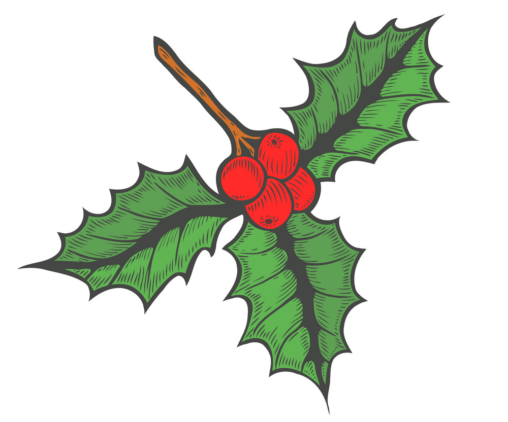 holly sketch png