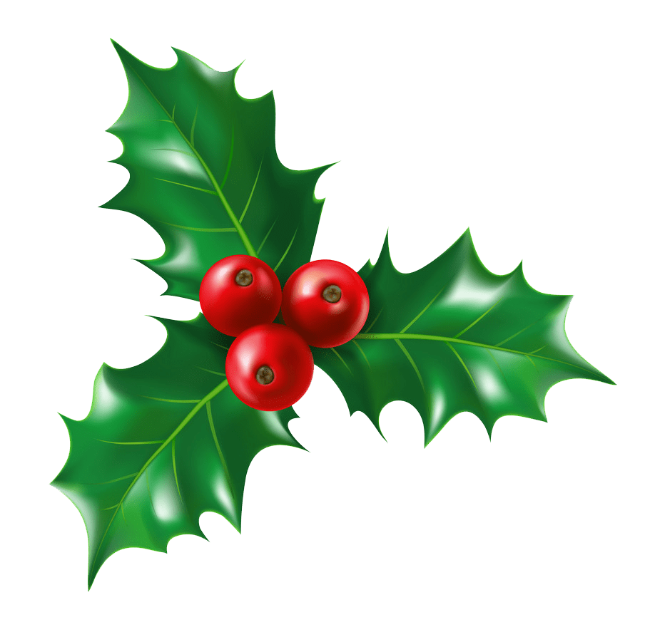 isolated holly png transparent