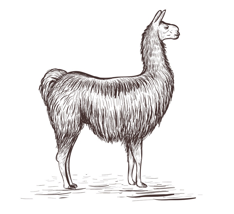 llama sketch