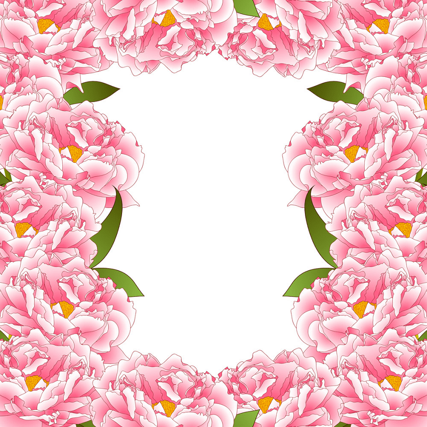 pink peony flower border png