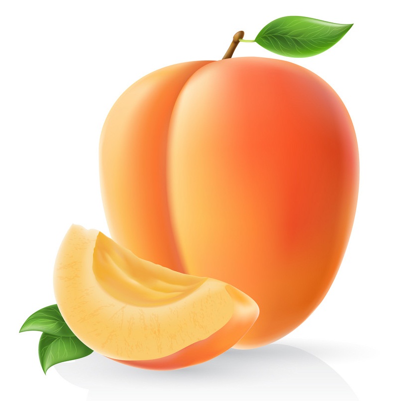 realistic apricot