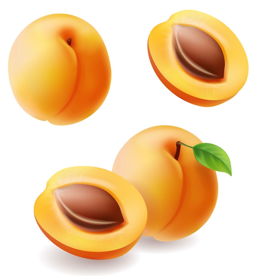 realistic apricots