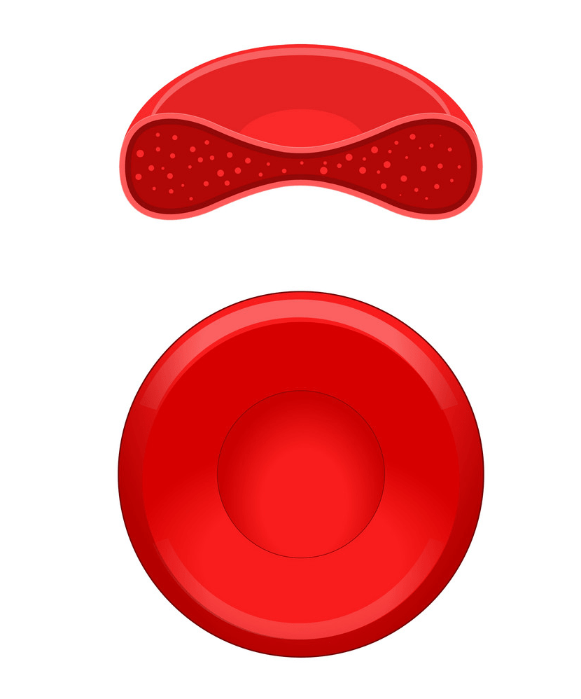 red blood cell erythrocyte png