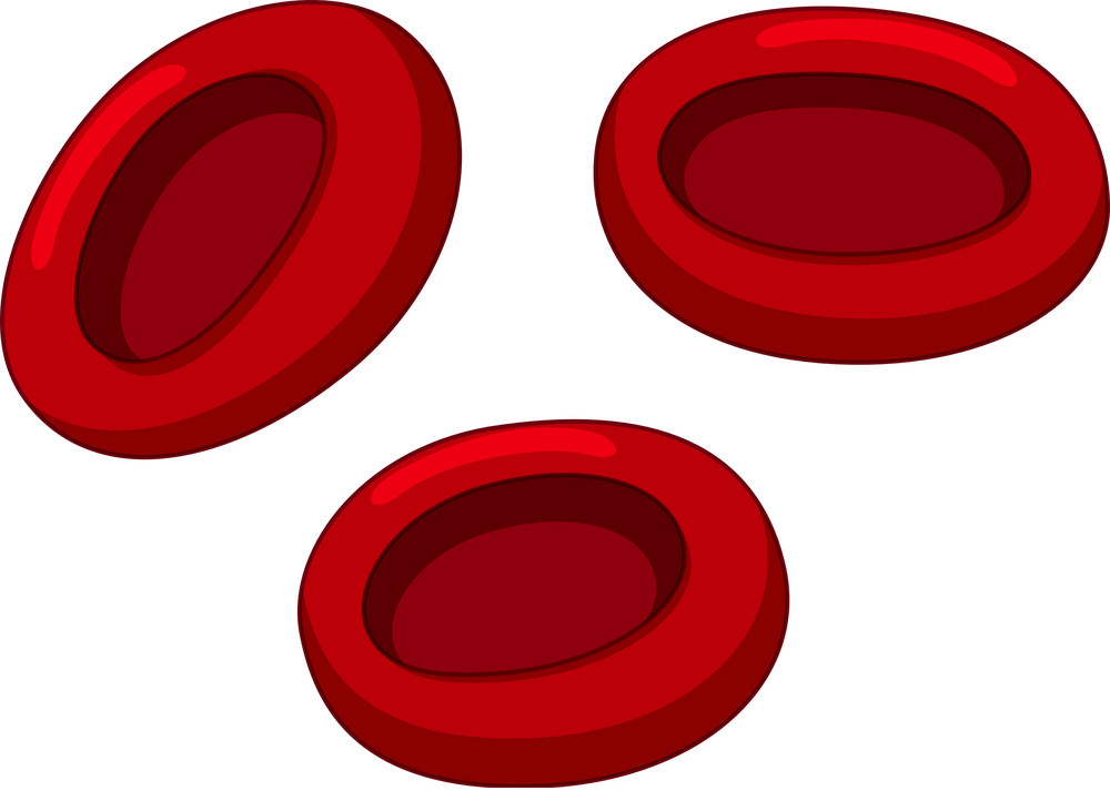 red blood cells png