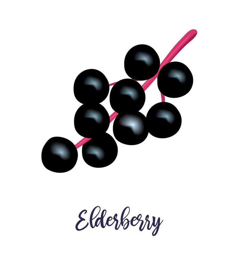 ripe black elderberries 1