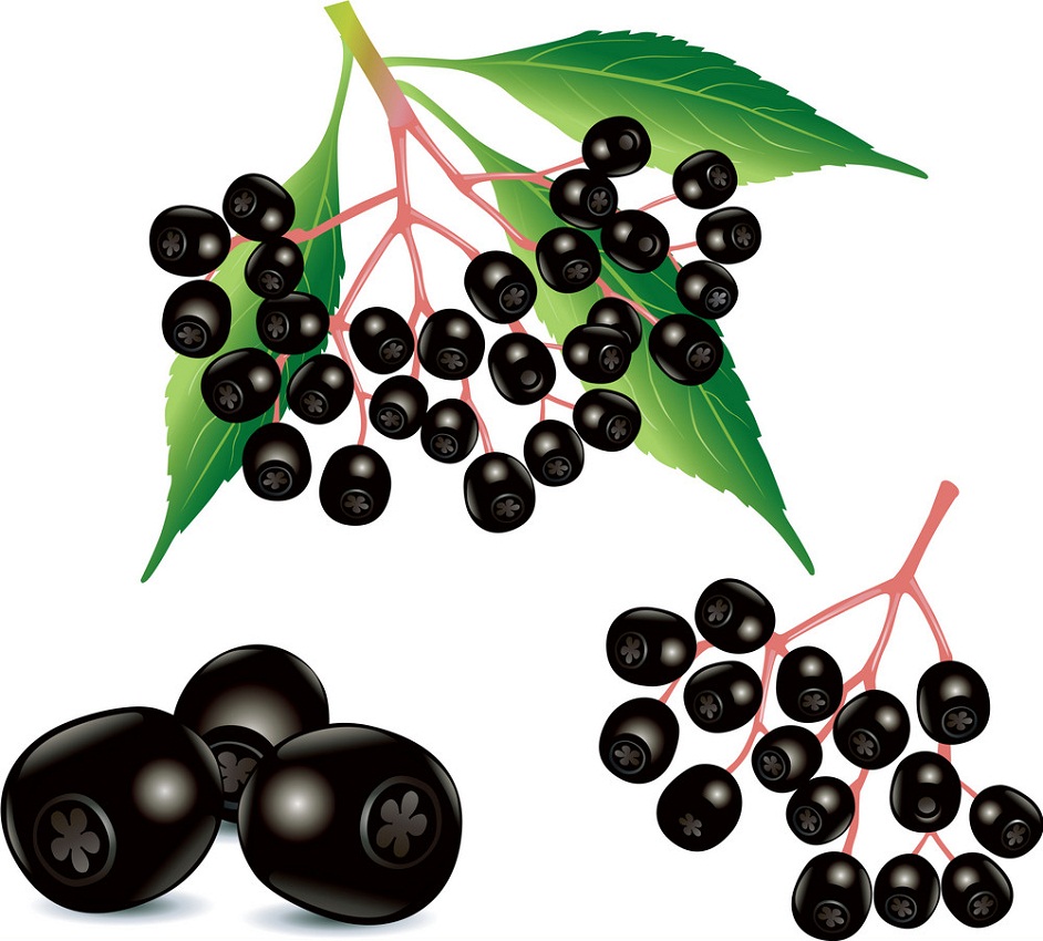 ripe black elderberries