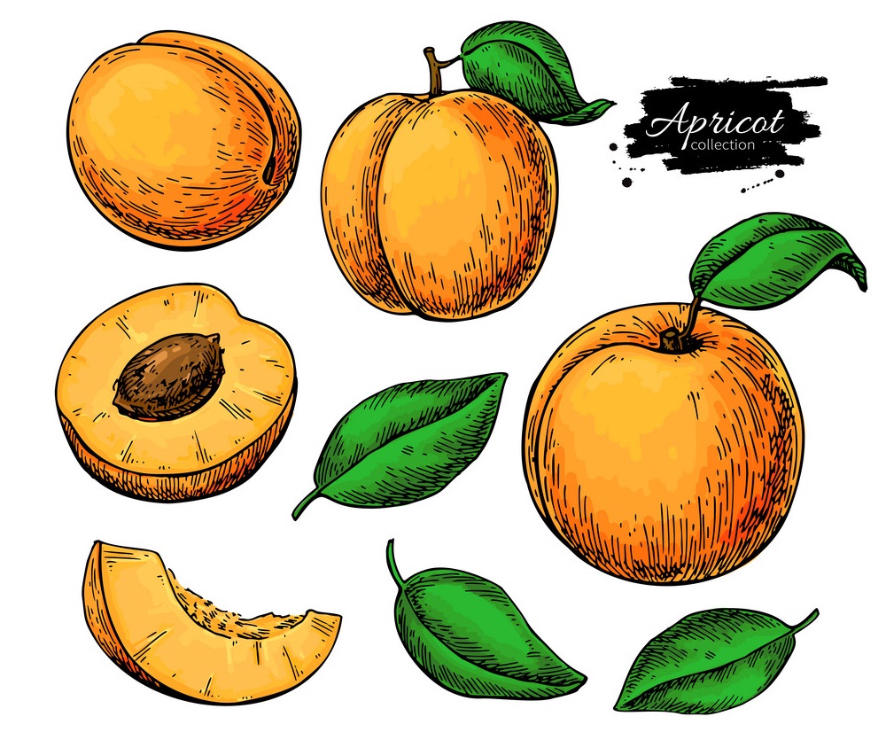 set of apricots drawing