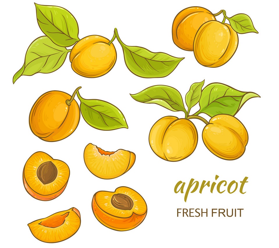 set of apricots