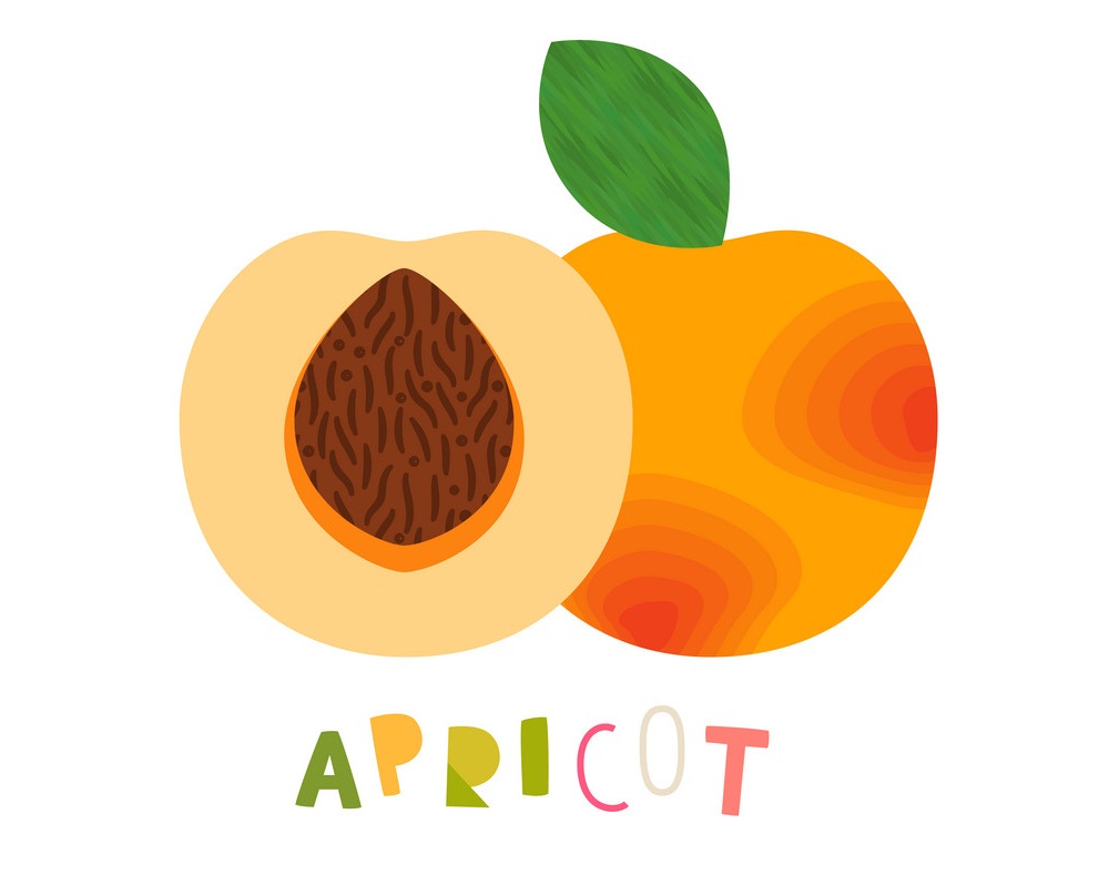 simple apricot fruit
