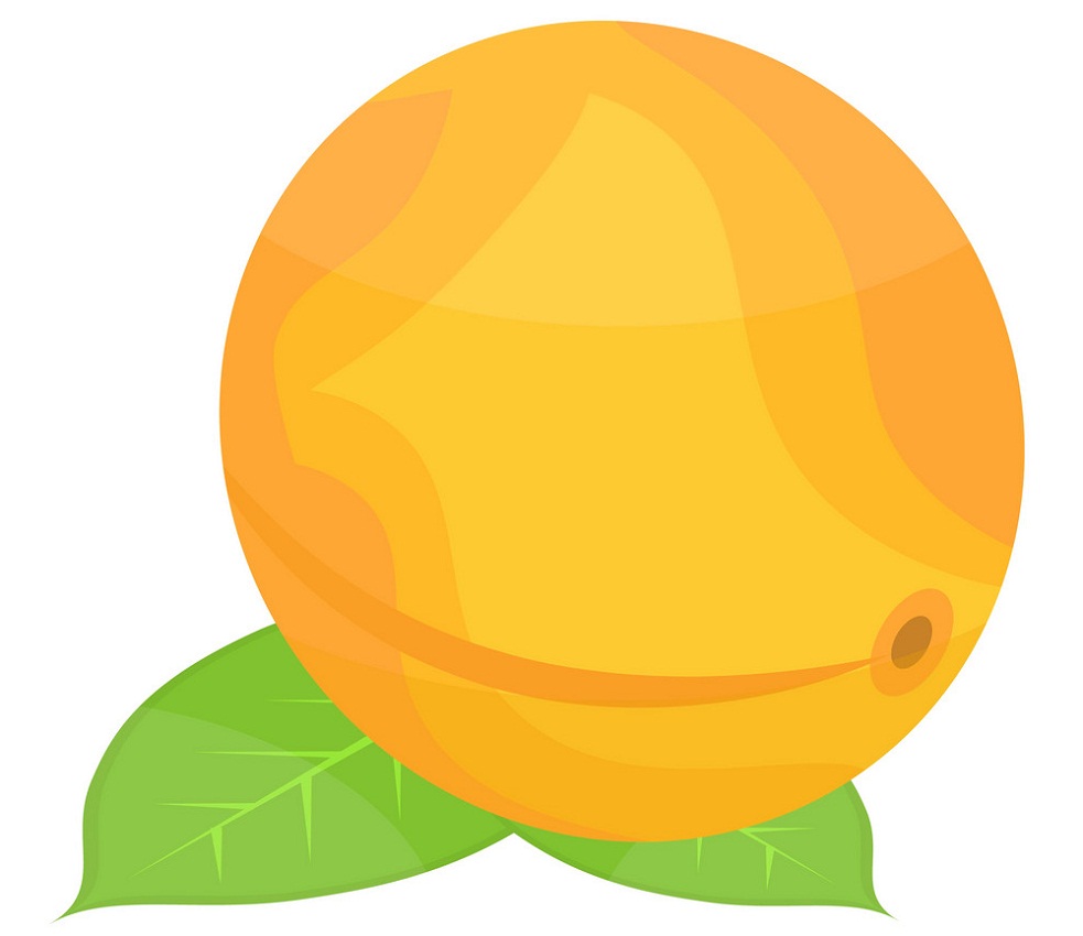 simple apricot with leaf