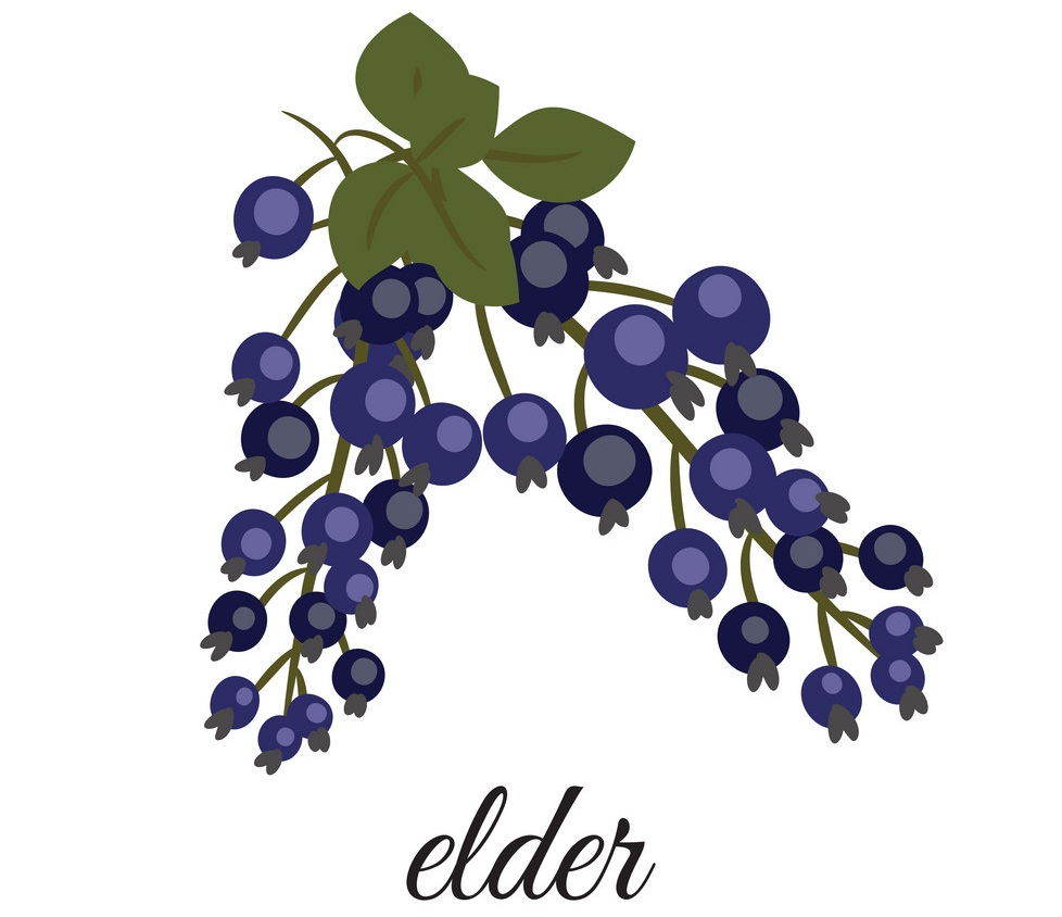sprig of elderberry