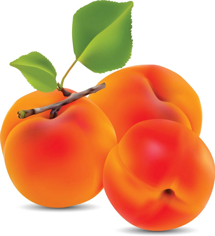three realistic apricots