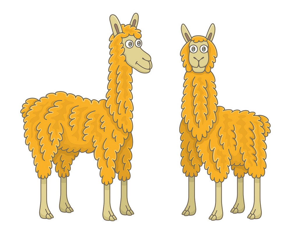 two orange llamas