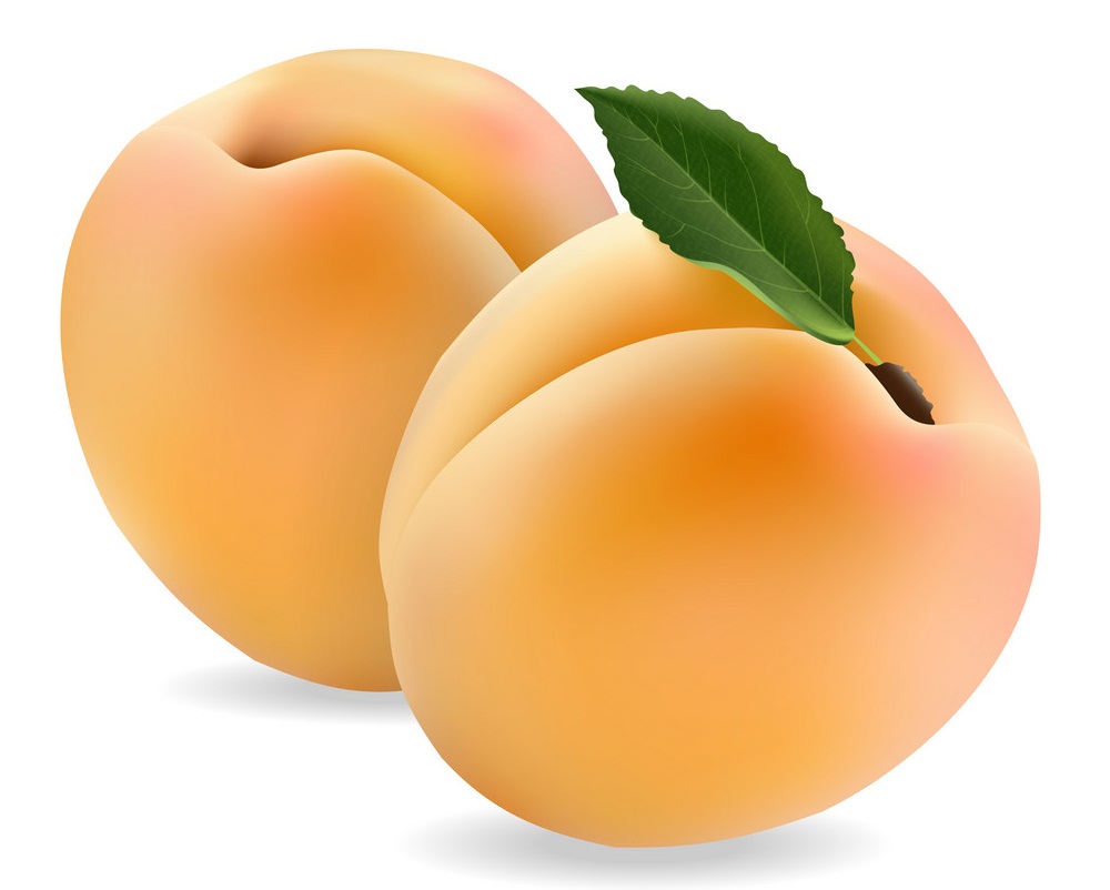 two realistic apricots