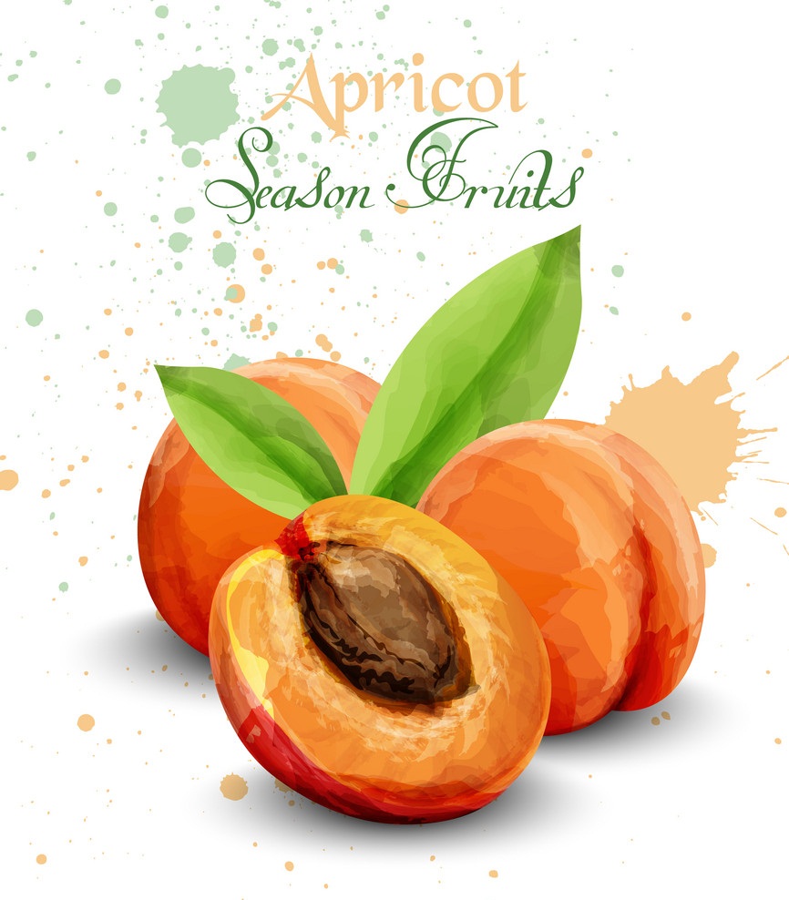 watercolor apricots