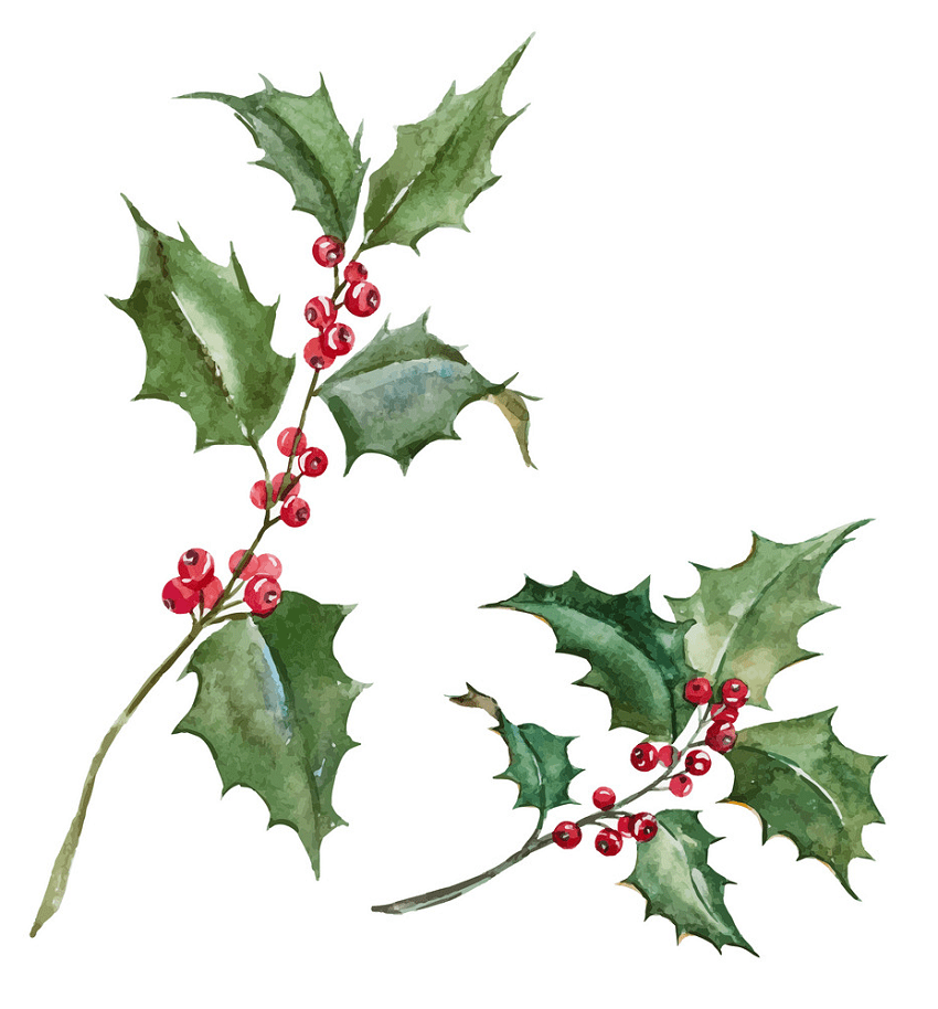 watercolor holly branch png