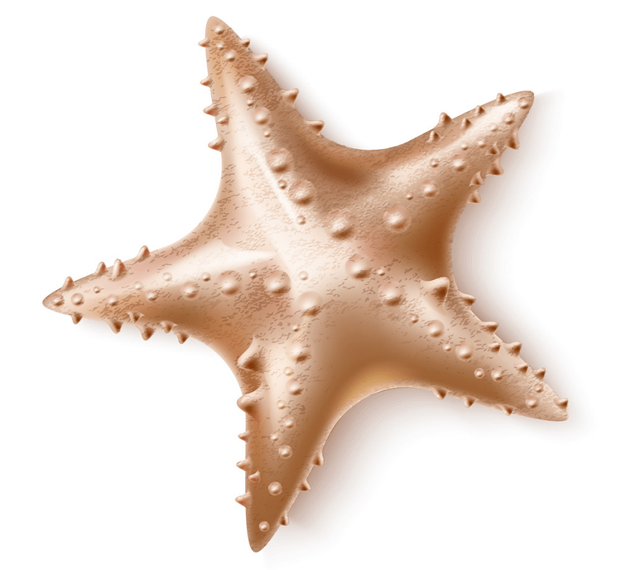 3D starfish png