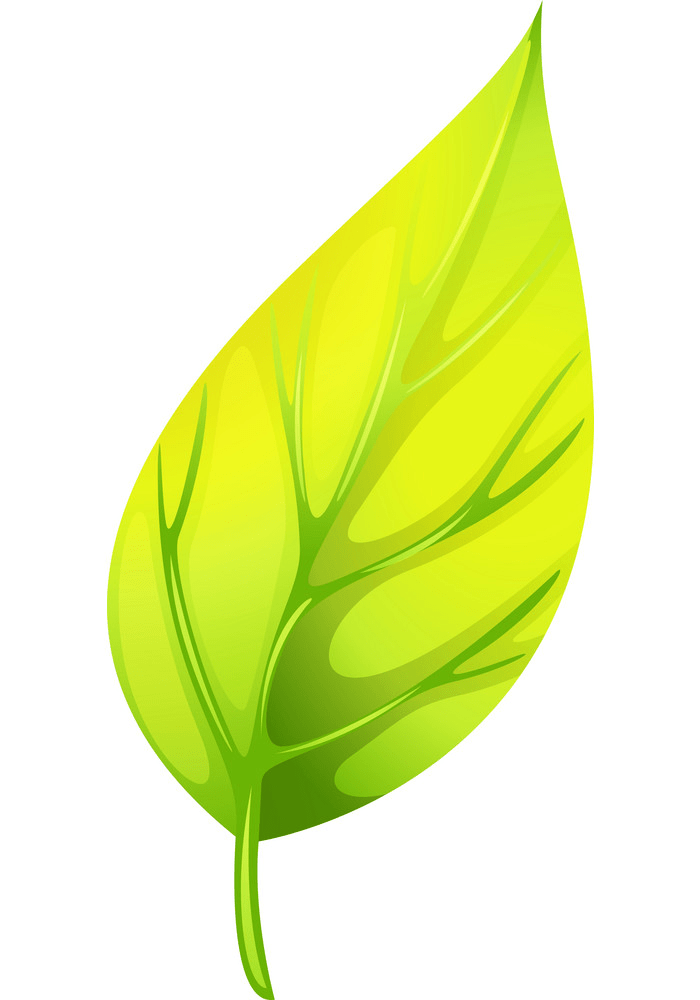 A pointed leaf clipart