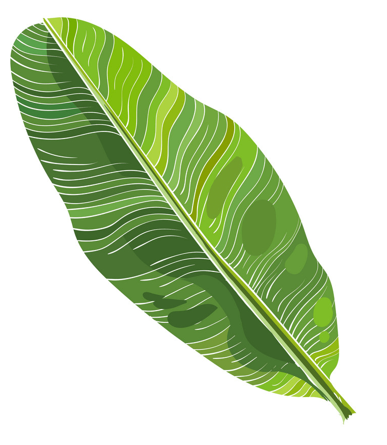 Banana leaf png