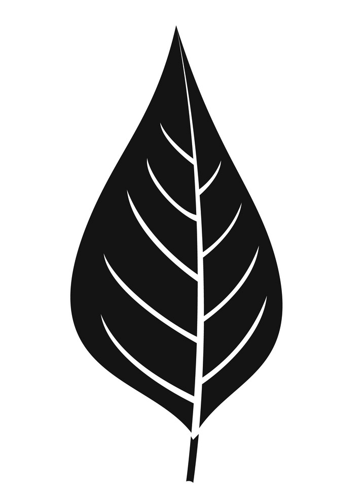 Black and white leaf png