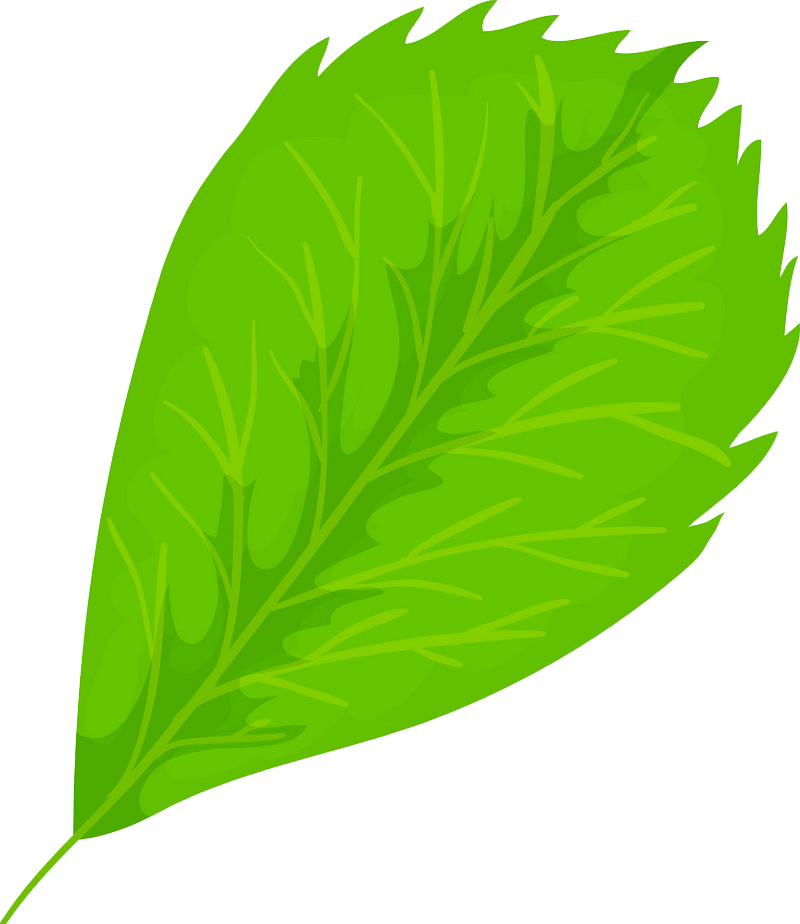 Elm leaf clipart transparent