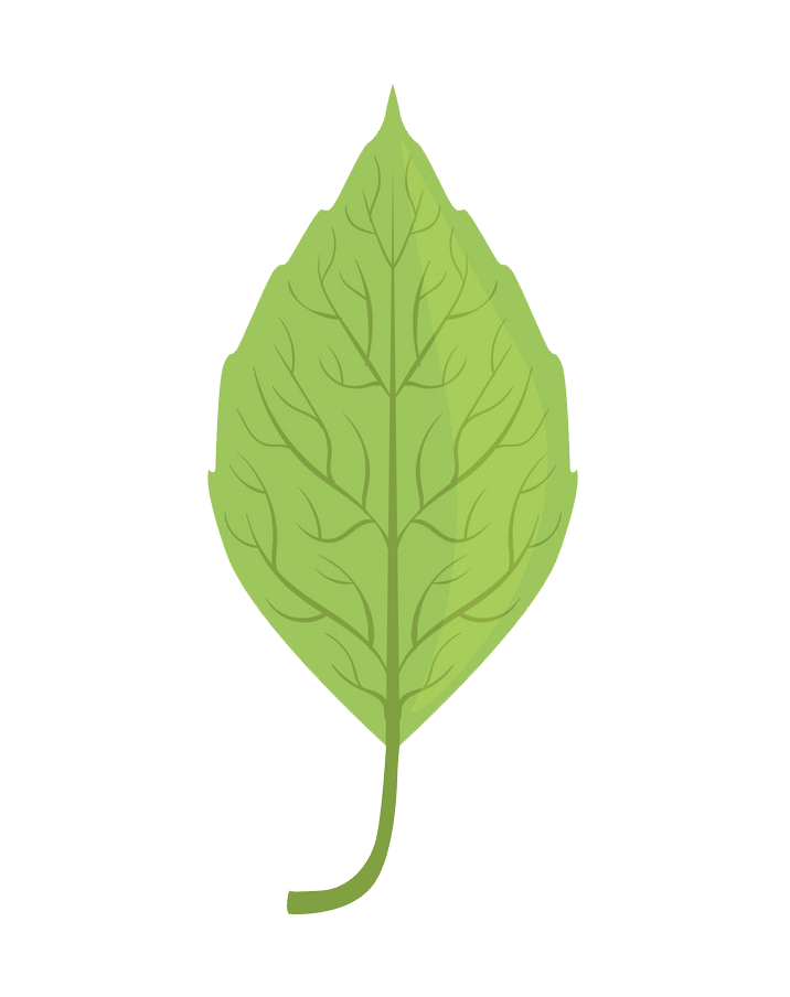 Elm tree green leaf clipart transparent