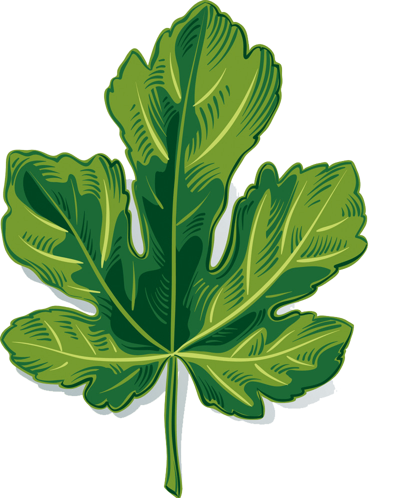 Fig leaf clipart transparent
