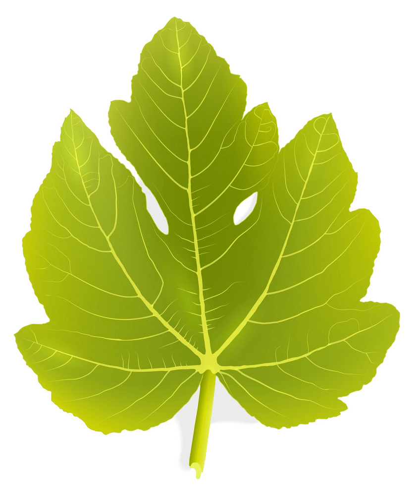 Fig leaf png