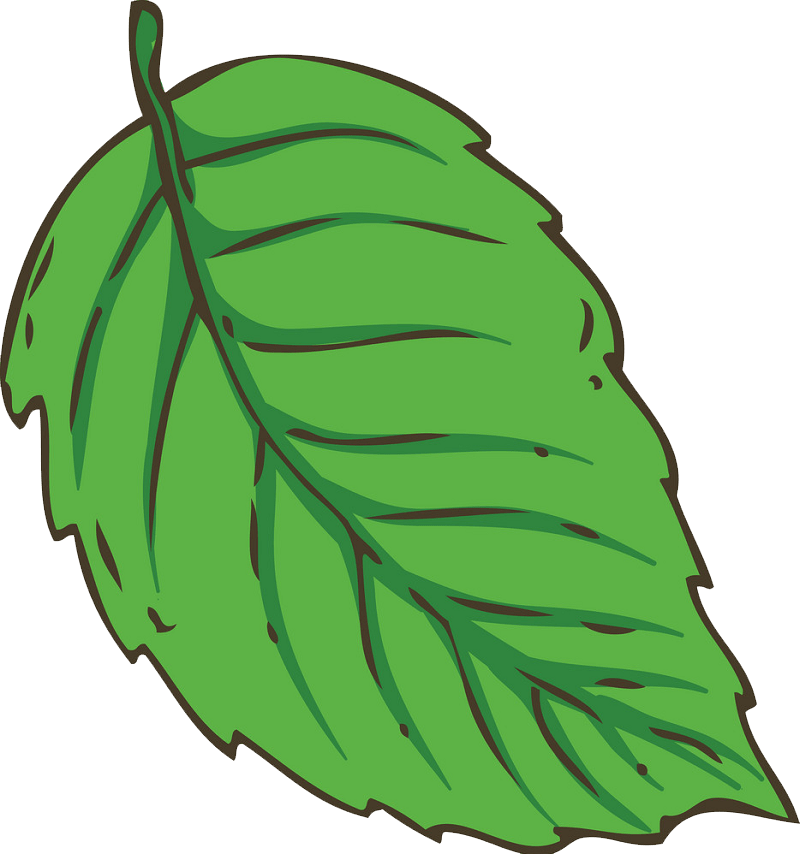Fresh green mint leaf clipart transparent