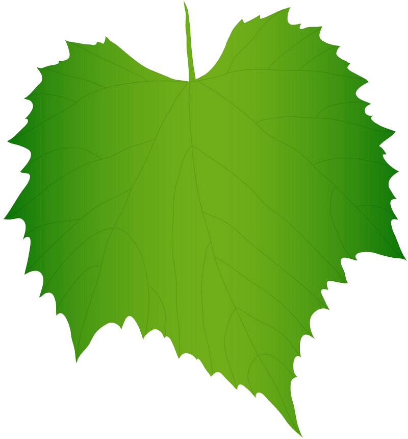 Green grape leaf clipart transparent