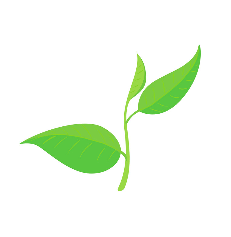 Green tea leaf png