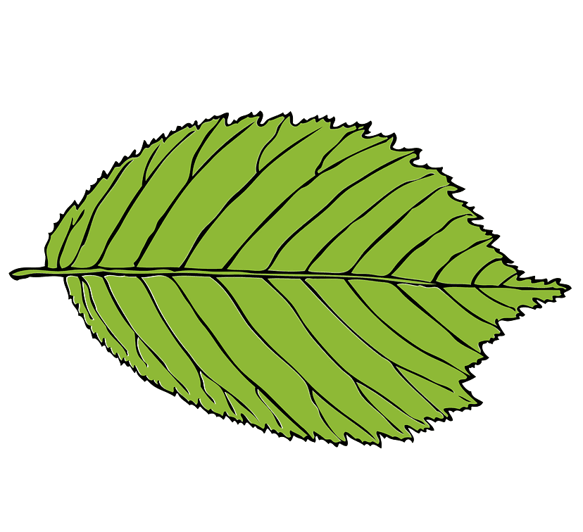 Leaf clipart free for kids