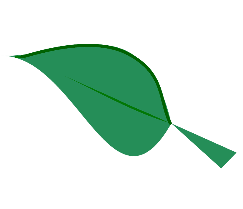 Leaf clipart png images
