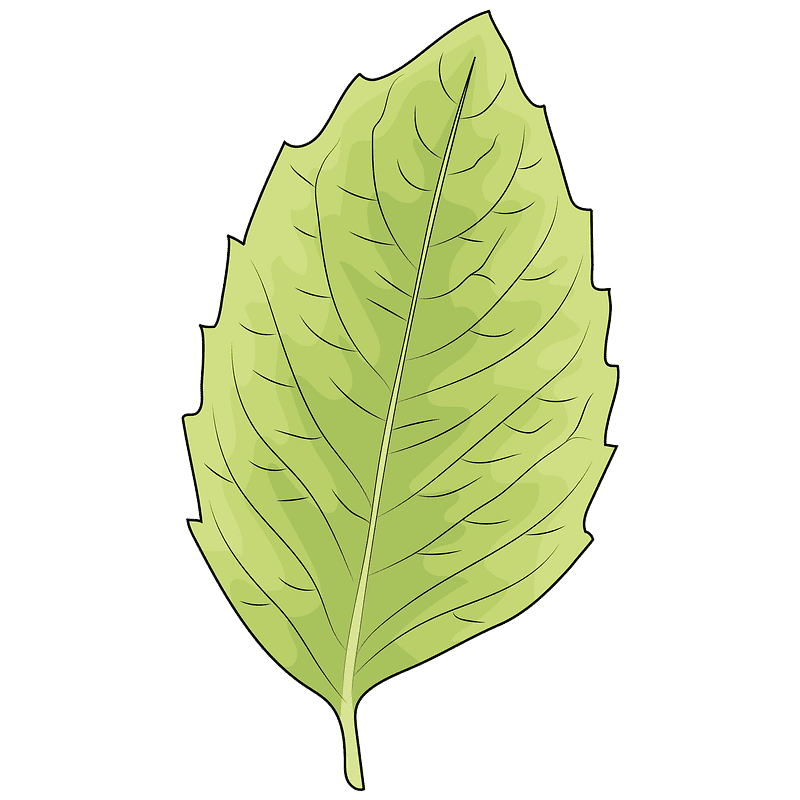 Leaf clipart transparent background 4