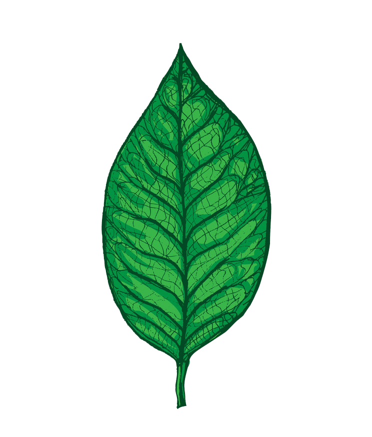Magnolia leaf clipart transparent