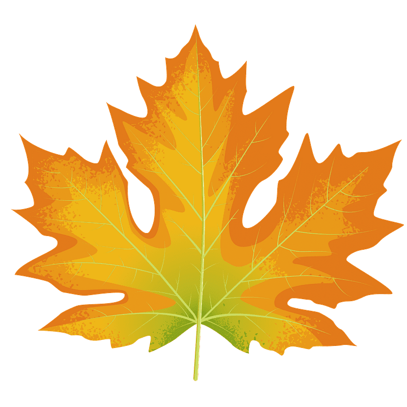 Maple Leaf clipart transparent background 1