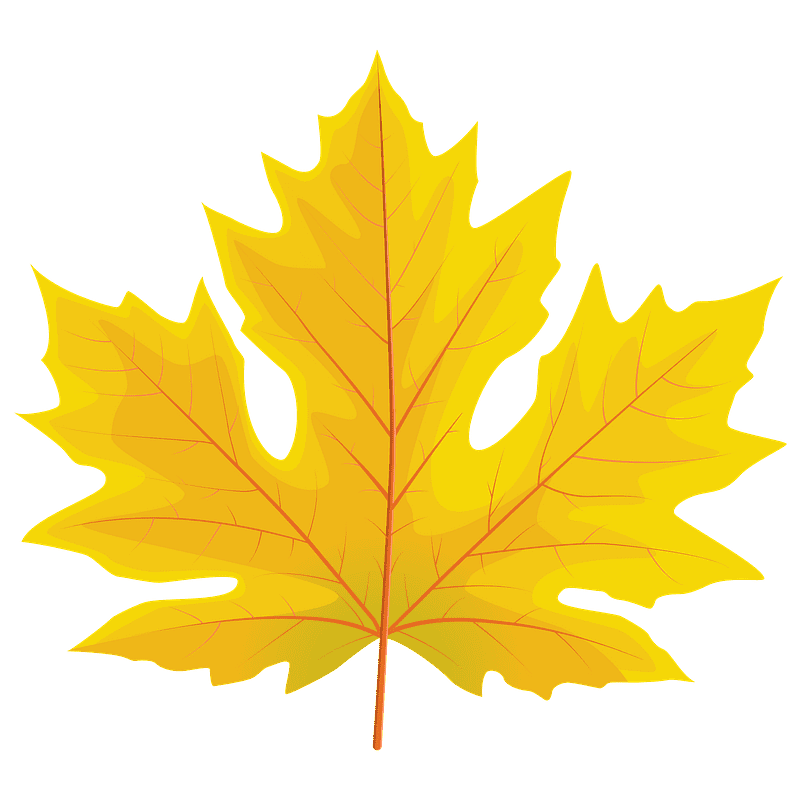 Maple Leaf clipart transparent background