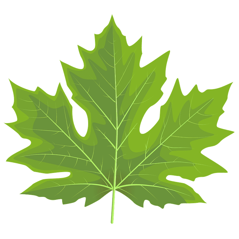 Maple Leaf clipart transparent free