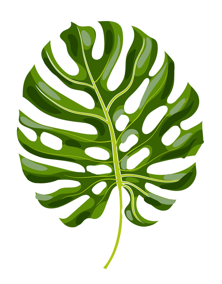 Monstera leaf png