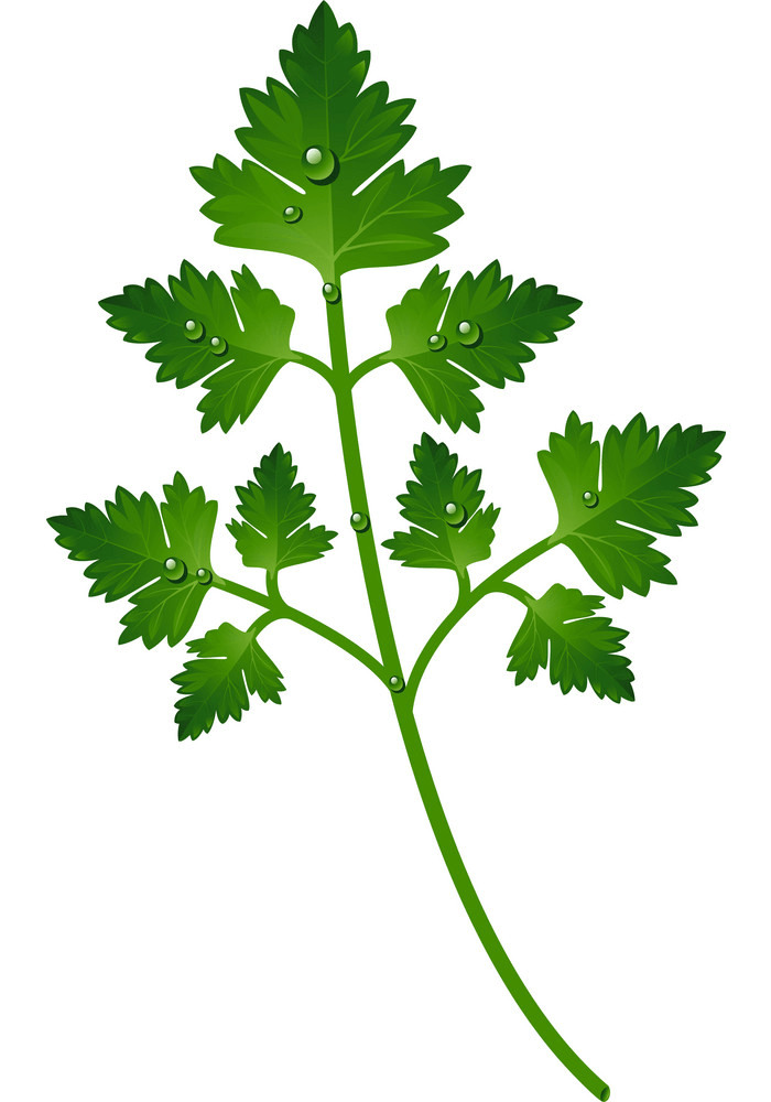 Parsley leaf clipart