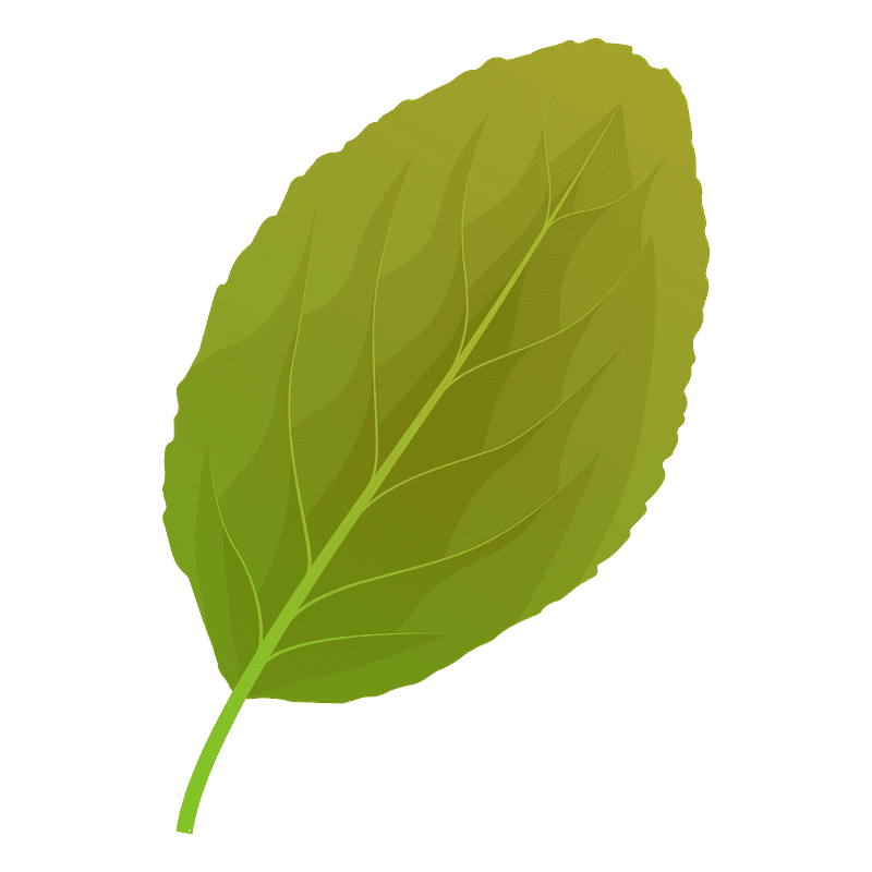 Plum Leaf clipart transparent free