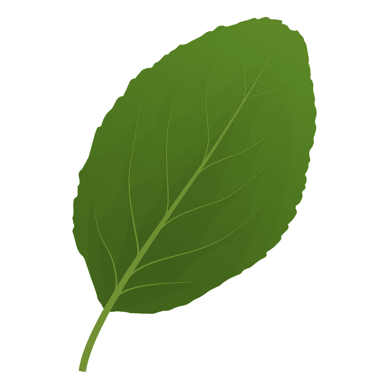 Plum Leaf clipart transparent