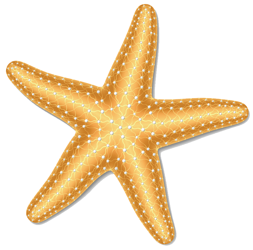 Starfish clipart transparent 1